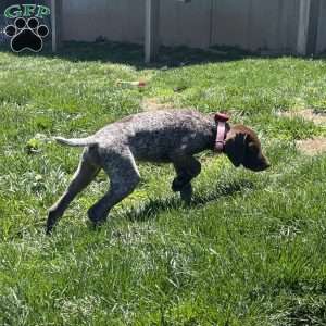 LADY GODIVA, German Shorthaired Pointer Puppy